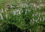 Galega officinalis