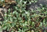 Gomphrena celosioides