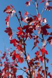 Ribes aureum. Ветви с листьями в осенней окраске. Финляндия, г. Оулу, ботанический сад Университета Оулу, в культуре. 12.09.2013.