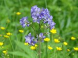 Polemonium caeruleum. Верхушка цветущего растения. Иркутская обл., окр. залива Иркутского вдхр., влажный луг. 29.06.2013.