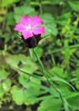 genus Dianthus