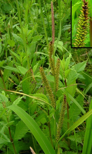 Image of Carex dispalata specimen.