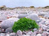 Ligusticum scoticum. Растение, растущее в зоне морского заплеска (супралитораль). Восточный Мурман, район пос. Дальние Зеленцы, берег губы Ярнышная. 18.06.2008.