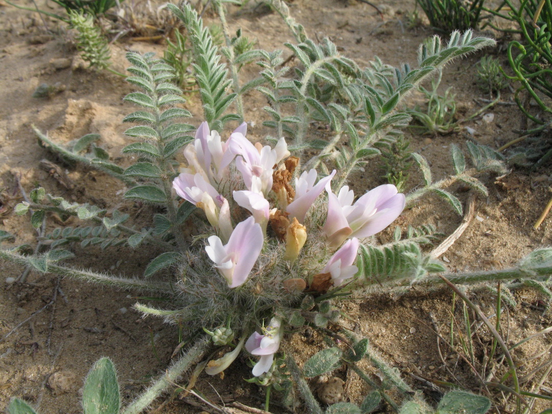 Изображение особи Astragalus dolichophyllus.