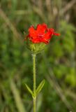 Lychnis chalcedonica