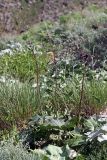 Phlomoides brachystegia