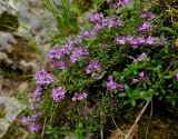 Thymus uralensis. Цветущие растения. Пермский край, Чусовской р-н, долина р. Чусовая, камень Красный, скальные, известковые обнажения. 06.07.2014.