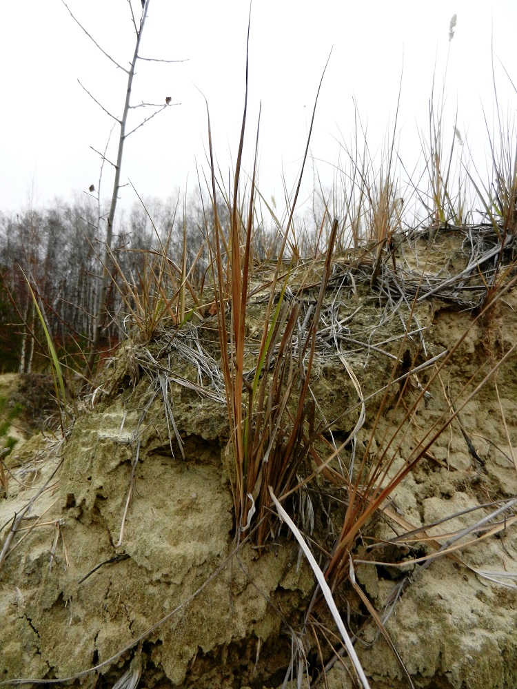 Изображение особи Calamagrostis epigeios.