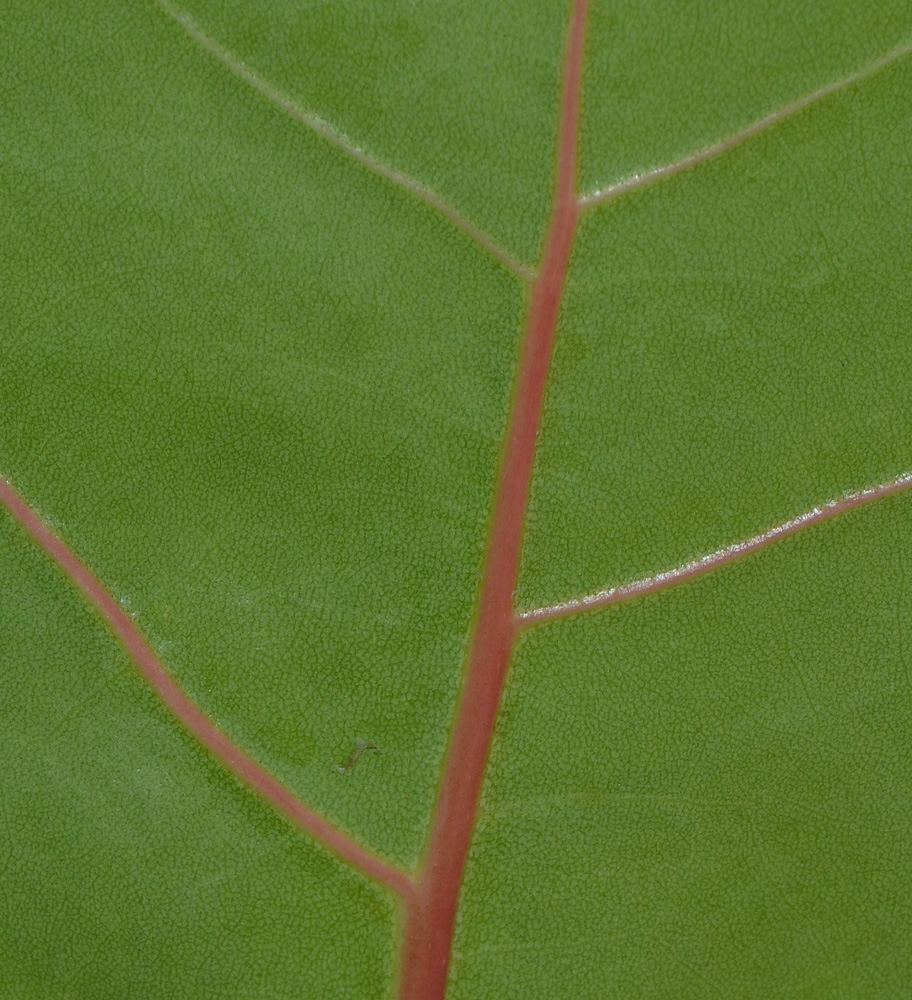Изображение особи Coccoloba uvifera.