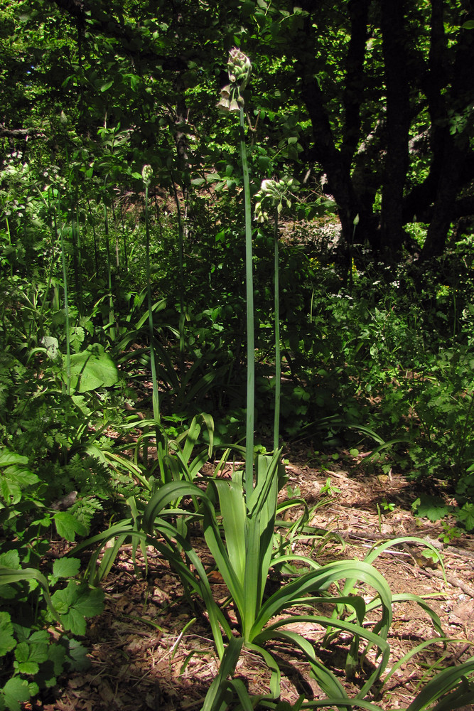 Изображение особи Nectaroscordum bulgaricum.