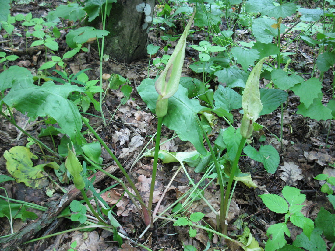 Изображение особи Arum besserianum.