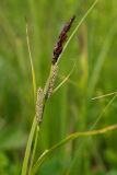 Carex acutiformis