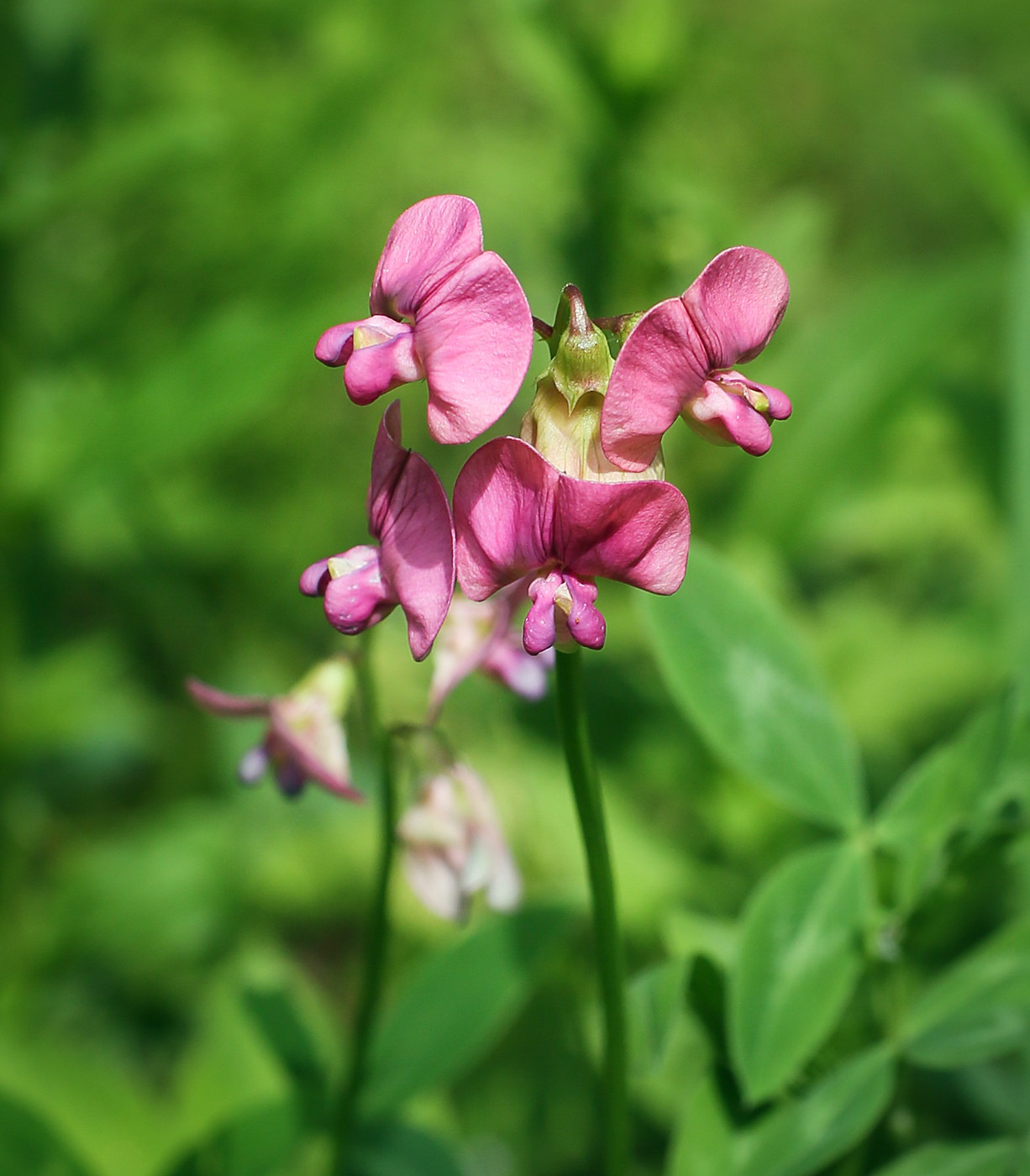 Изображение особи Lathyrus sylvestris.