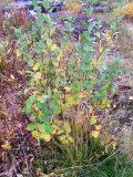 Salix caprea. Побеги от основания срезанного ствола растения. Мурманск, пгт Росляково, заросший антропогенный пустырь. 24.09.2009.