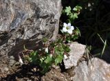 Saxifraga sibirica