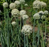 Allium cepa