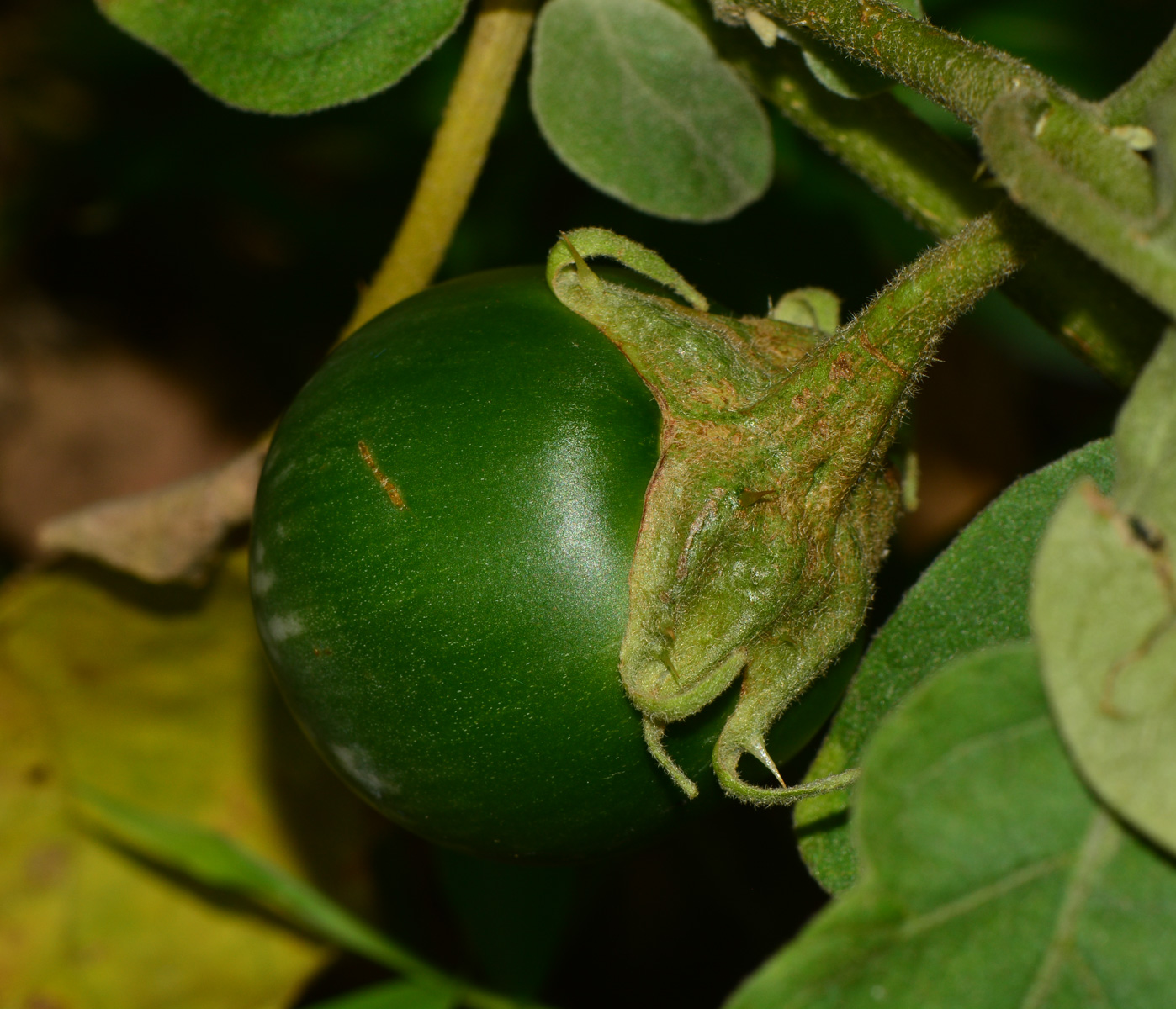 Изображение особи Solanum undatum.