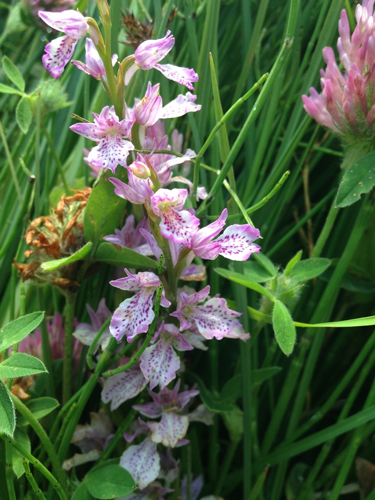 Изображение особи Dactylorhiza iberica.