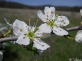 Prunus stepposa