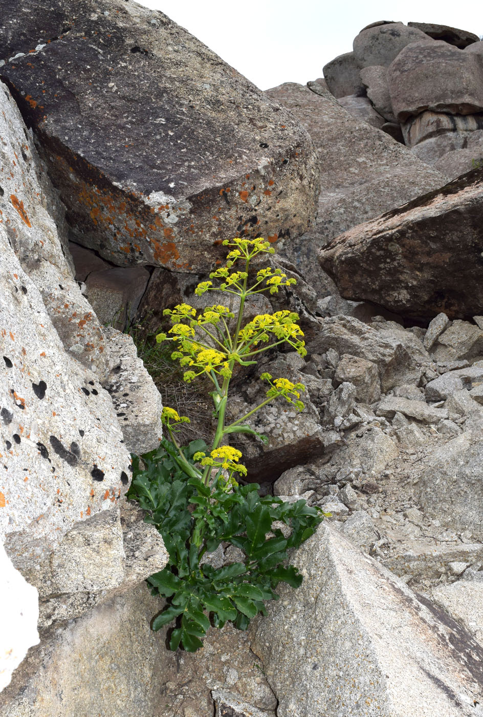 Изображение особи Ferula kokanica.