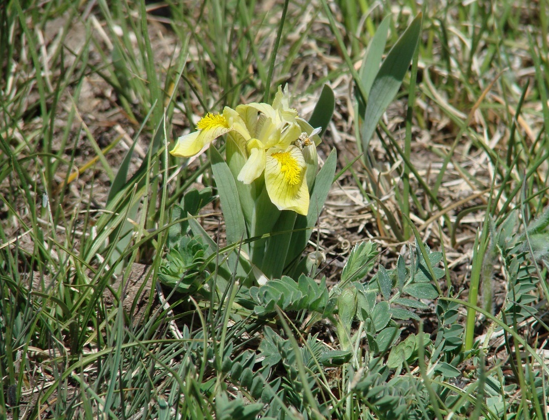 Изображение особи Iris humilis.