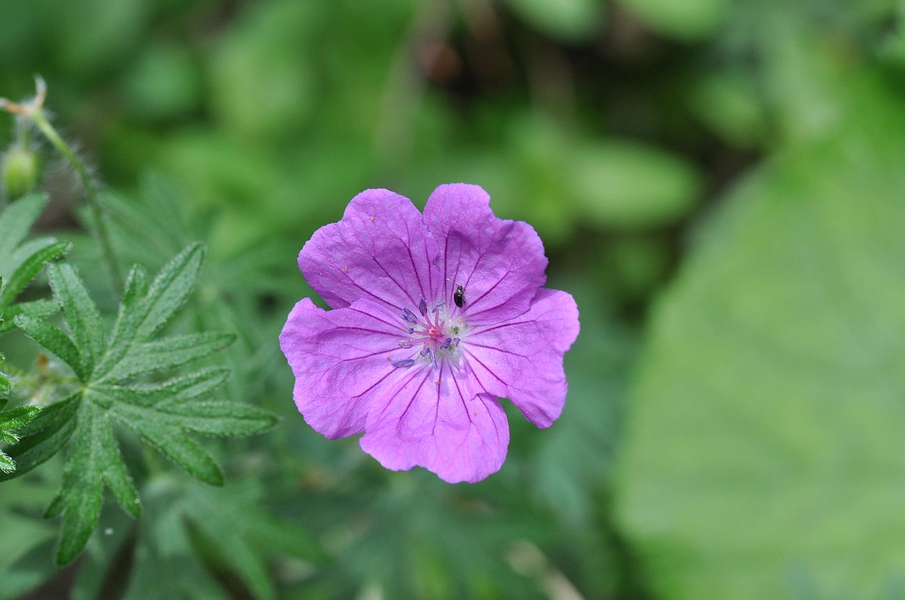 Изображение особи Geranium sanguineum.