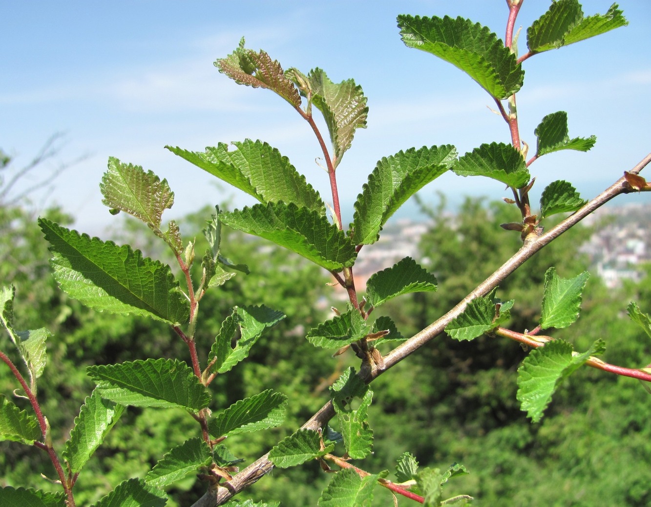 Изображение особи род Ulmus.