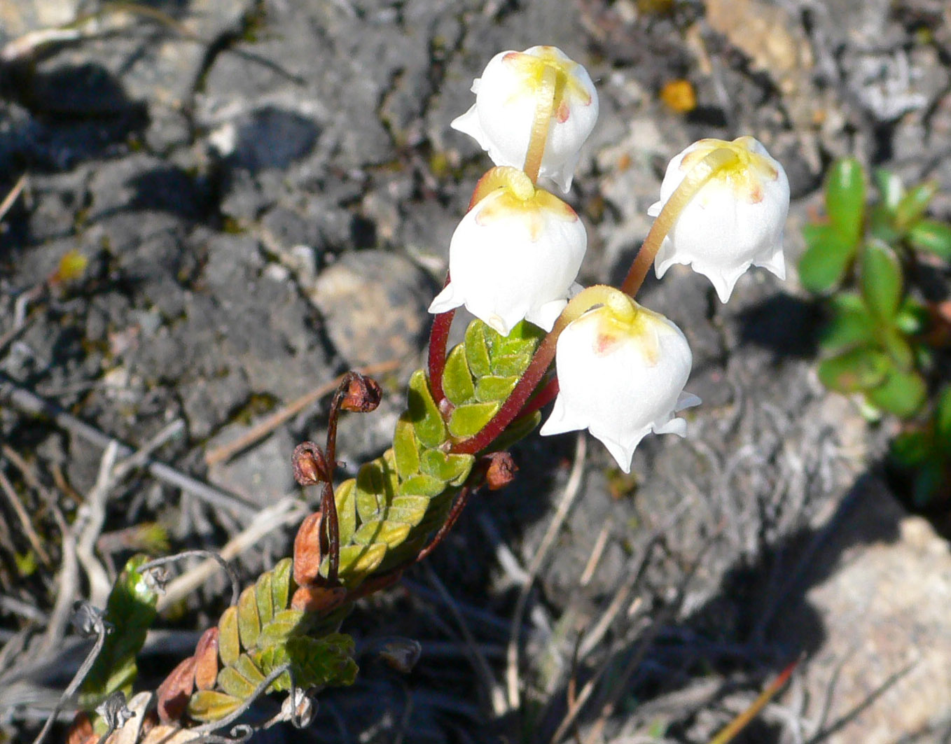 Изображение особи Cassiope tetragona.