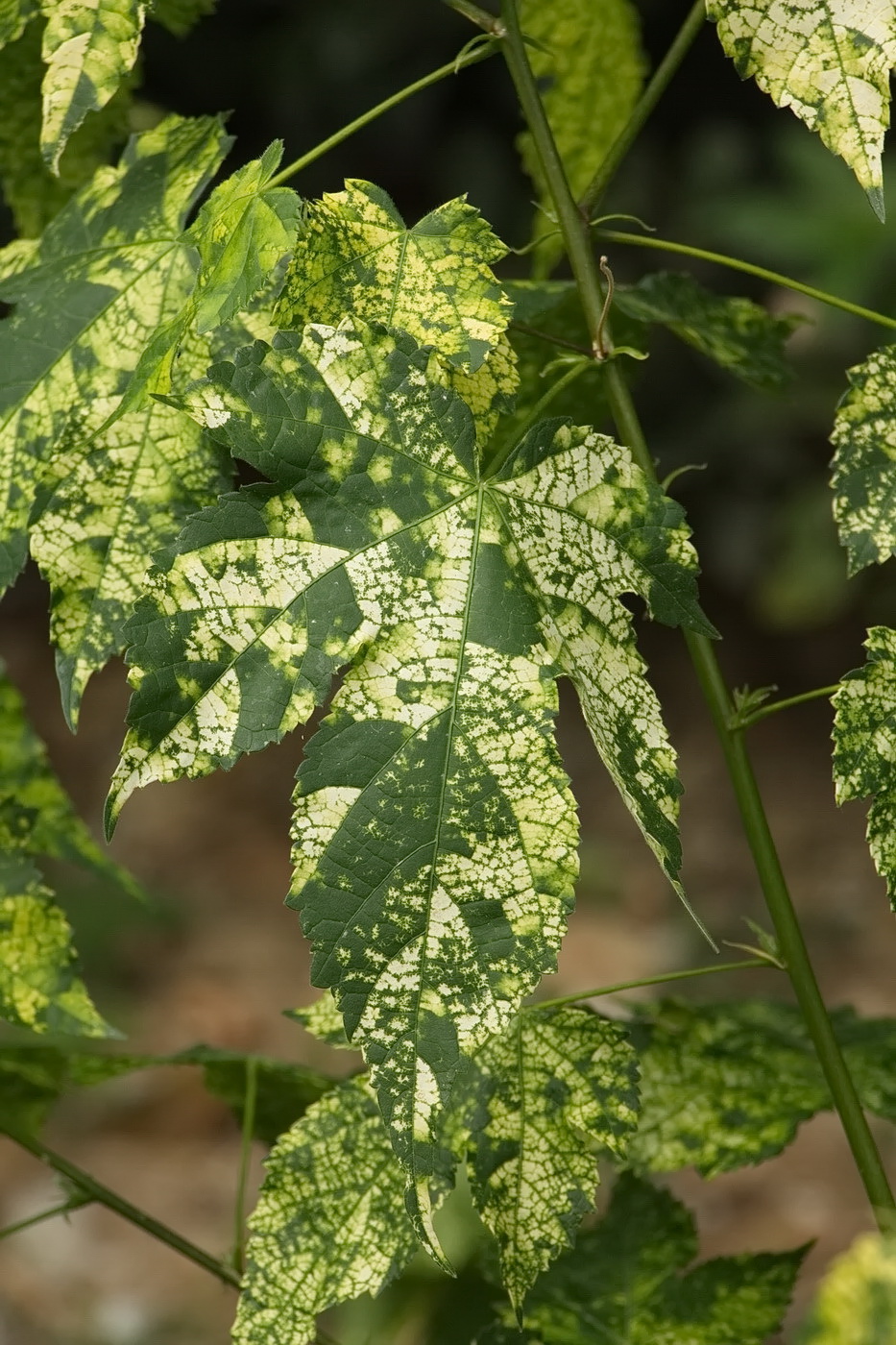 Изображение особи Abutilon pictum.