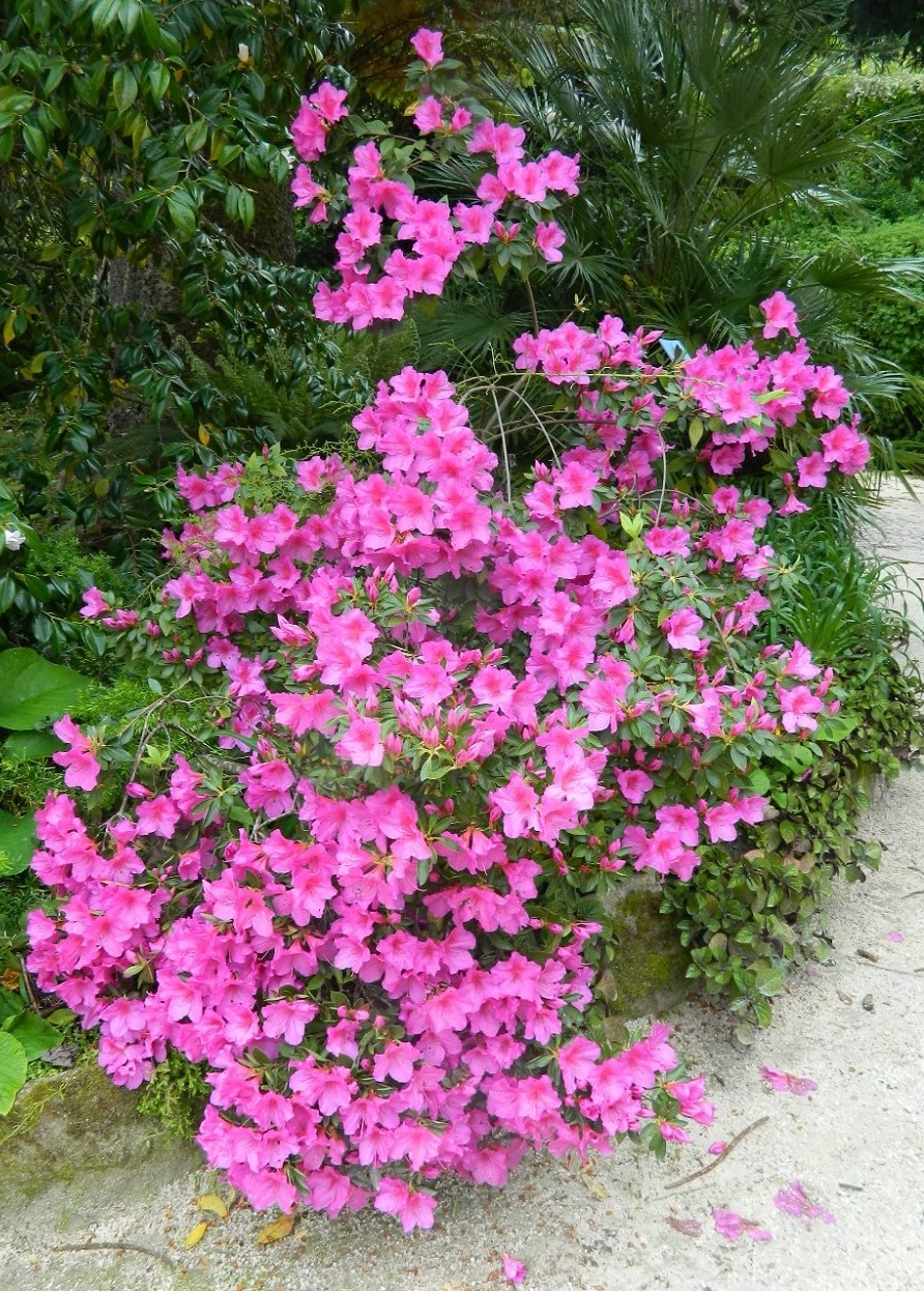 Изображение особи Rhododendron obtusum.