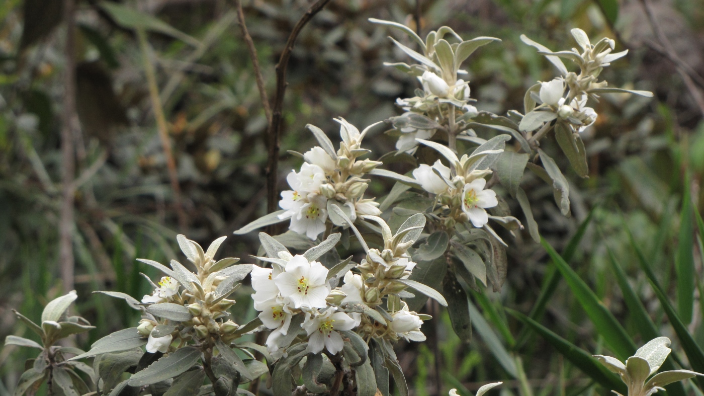 Image of Trembleya laniflora specimen.