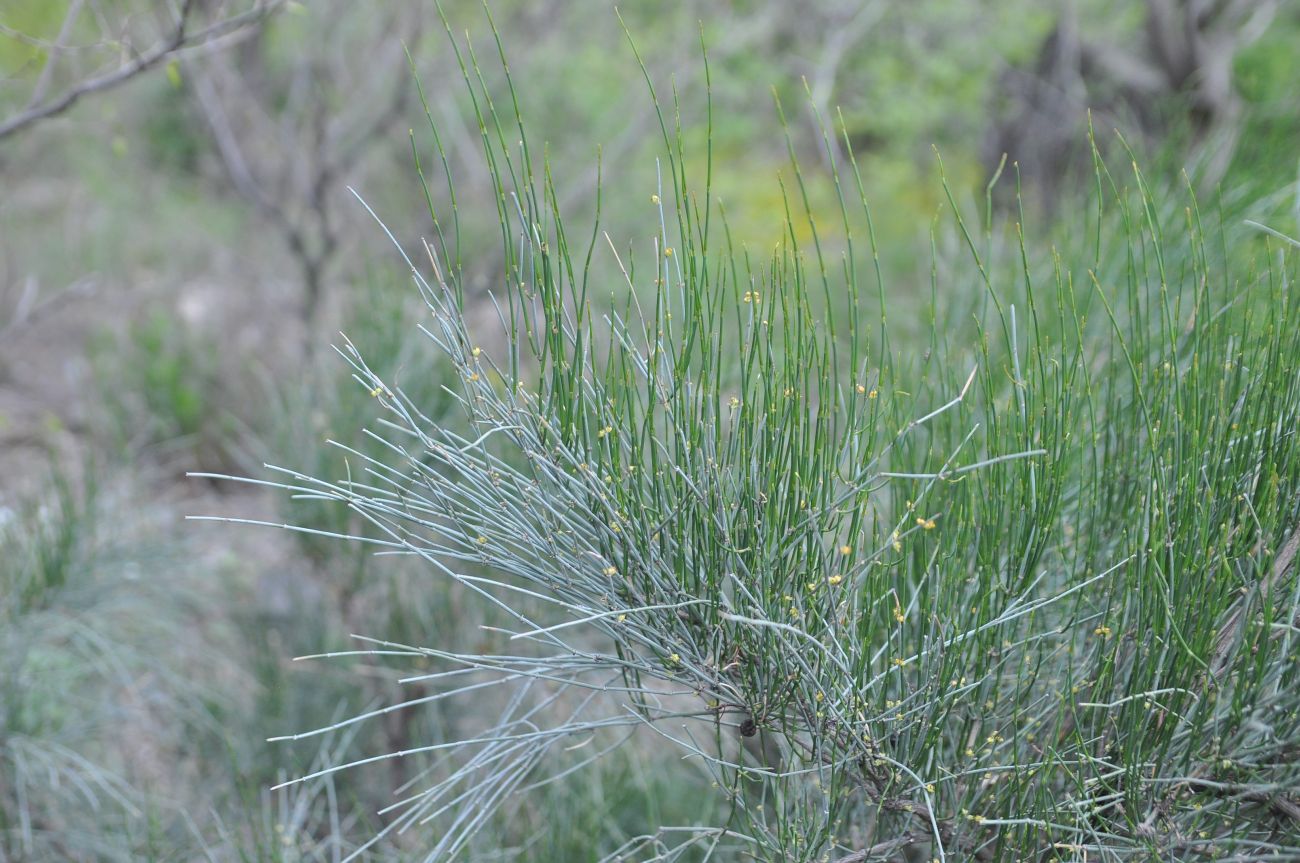 Image of Ephedra procera specimen.