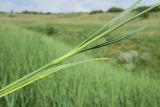 Dianthus elongatus