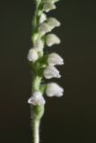 Goodyera repens