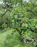 Cotoneaster meyeri. Часть ветви с незрелыми плодами. Дагестан, Левашинский р-н, окр. с. Цудахар, ок. 1200 м н.у.м., редколесье на склоне. 11.06.2019.