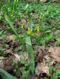 Gagea lutea