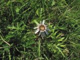 Carlina cirsioides