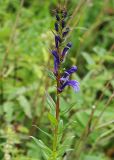 Lobelia sessilifolia. Верхушка цветущего растения. Приморский край, Ольгинский р-н, 6 км Ю-В с. Милоградово, бух. Красная Скала. 12.08.2009.