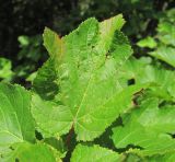 Acer tataricum. Поражённый лист. Краснодарский край, Абинский р-н, юж. окр. ст-цы Холмская, у небольшой дороги. 26.05.2020.