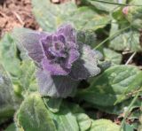 Ajuga orientalis