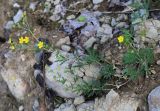 Potentilla argentea