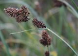 Carex melananthiformis