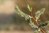 Salix phylicifolia. Верхушка побега с женскими соцветиями и молодыми листьями. Ленинградская обл., окр. пос. Большая Ижора, берег Финского залива, гребень песчаного берегового вала. 14.05.2023.