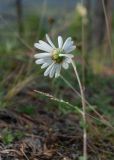 Chrysanthemum zawadskii. Верхушка цветущего растения. Республика Саха (Якутия), Хангаласский улус, правый берег р. Сиинэ (Синяя), ур. Сердечко, сосновый лес на вершине сопки. 25.07.2023.