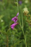 Gladiolus imbricatus. Средняя часть запоздало цветущего и плодоносящего растения с деформированным пазушным соцветием (в условиях засушливого лета). Беларусь, Витебская обл., окр. пос. Езерище, сырой лабазниковый луг. 27.07.2023.