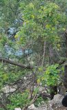 Hippocrepis emeroides. Зацветающее дерево. Южный Берег Крыма, пос. Новый Свет, гора Караул-Оба. 06.05.2011.