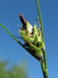 Carex concolor