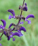 Salvia pratensis