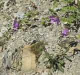 Campanula komarovii