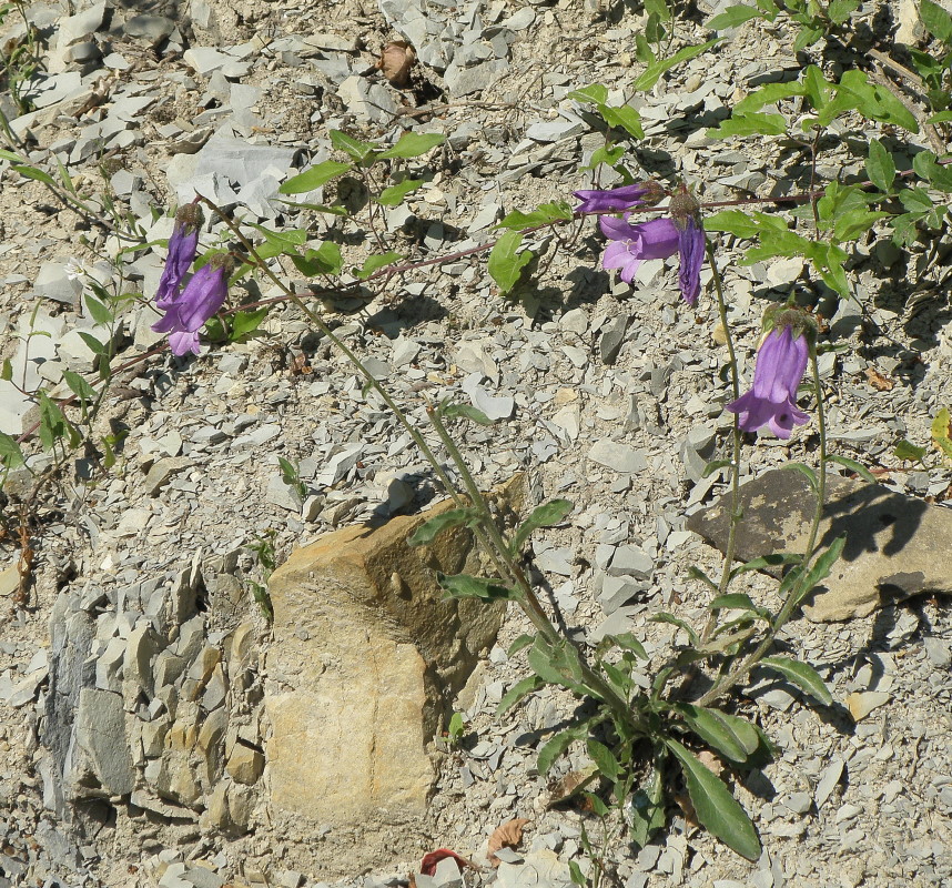 Изображение особи Campanula komarovii.